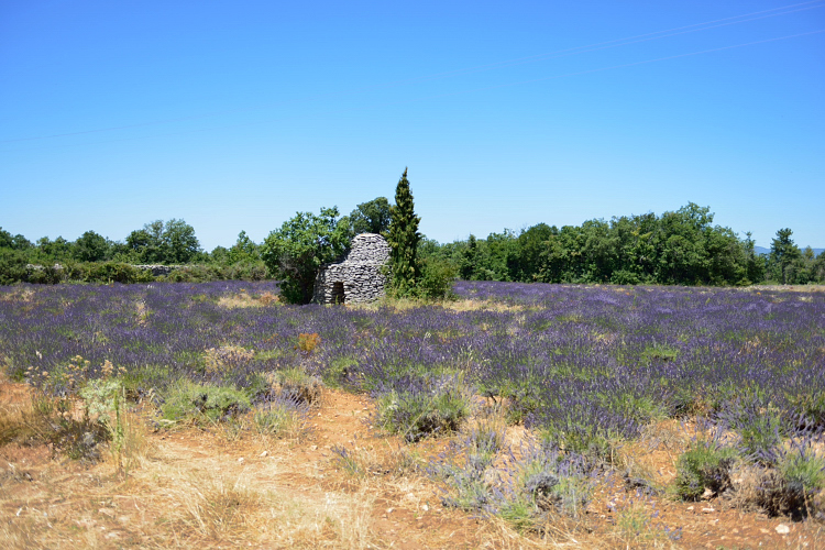 Borie et Lavande de Provence